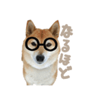 柴犬ぱふ（個別スタンプ：35）