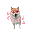 柴犬ぱふ（個別スタンプ：36）