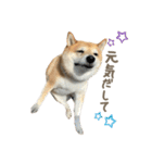 柴犬ぱふ（個別スタンプ：37）
