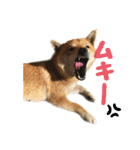 柴犬ぱふ（個別スタンプ：38）