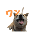 柴犬ぱふ（個別スタンプ：39）