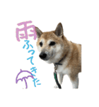 柴犬ぱふ（個別スタンプ：40）