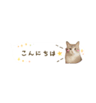 猫と犬の実写ふきだしスタンプ（個別スタンプ：2）