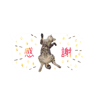 猫と犬の実写ふきだしスタンプ（個別スタンプ：8）