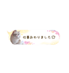 猫と犬の実写ふきだしスタンプ（個別スタンプ：14）