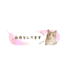 猫と犬の実写ふきだしスタンプ（個別スタンプ：22）