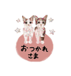 01★ペット絵スタンプDX（個別スタンプ：4）