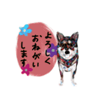 01★ペット絵スタンプDX（個別スタンプ：7）