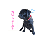 黒パグパグスタンプ（個別スタンプ：2）