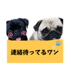 黒パグパグスタンプ（個別スタンプ：4）