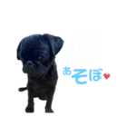 黒パグパグスタンプ（個別スタンプ：8）