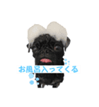 黒パグパグスタンプ（個別スタンプ：14）