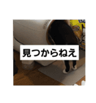 猫ども。。（個別スタンプ：9）