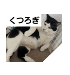 猫ども。。（個別スタンプ：10）