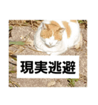 猫ども。。（個別スタンプ：13）