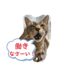 [改]個性爆発！？6匹の保護猫パラダイス⭐︎（個別スタンプ：22）