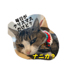 [改]個性爆発！？6匹の保護猫パラダイス⭐︎（個別スタンプ：36）