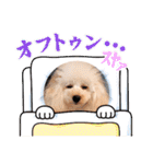 愛犬❤ココ面白スタンプ【ヒロ御朱印.com】（個別スタンプ：3）