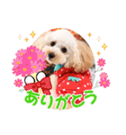 愛犬❤ココ面白スタンプ【ヒロ御朱印.com】（個別スタンプ：9）