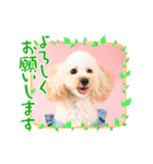 愛犬❤ココ面白スタンプ【ヒロ御朱印.com】（個別スタンプ：11）