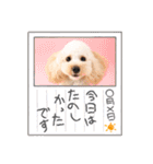 愛犬❤ココ面白スタンプ【ヒロ御朱印.com】（個別スタンプ：12）