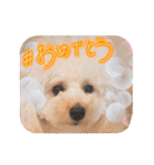 愛犬❤ココ面白スタンプ【ヒロ御朱印.com】（個別スタンプ：16）