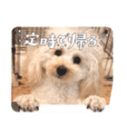 愛犬❤ココ面白スタンプ【ヒロ御朱印.com】（個別スタンプ：18）