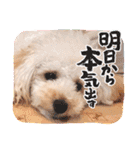 愛犬❤ココ面白スタンプ【ヒロ御朱印.com】（個別スタンプ：21）