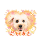 愛犬❤ココ面白スタンプ【ヒロ御朱印.com】（個別スタンプ：28）