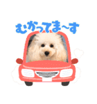 愛犬❤ココ面白スタンプ【ヒロ御朱印.com】（個別スタンプ：37）