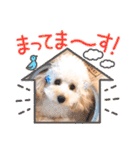 愛犬❤ココ面白スタンプ【ヒロ御朱印.com】（個別スタンプ：38）