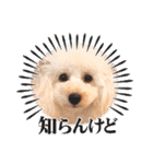 愛犬❤ココ面白スタンプ【ヒロ御朱印.com】（個別スタンプ：39）