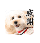 愛犬❤ココ面白スタンプ【ヒロ御朱印.com】（個別スタンプ：40）