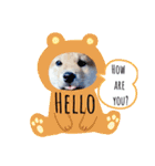 うちの柴犬ゴンのつぶやき（個別スタンプ：1）