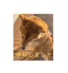 うちの柴犬ゴンのつぶやき（個別スタンプ：3）