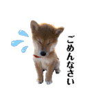うちの柴犬ゴンのつぶやき（個別スタンプ：4）