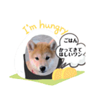 うちの柴犬ゴンのつぶやき（個別スタンプ：6）