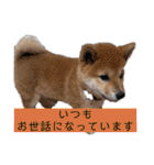 うちの柴犬ゴンのつぶやき（個別スタンプ：7）