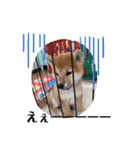 うちの柴犬ゴンのつぶやき（個別スタンプ：8）