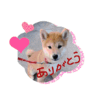 うちの柴犬ゴンのつぶやき（個別スタンプ：9）