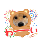 うちの柴犬ゴンのつぶやき（個別スタンプ：10）