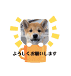うちの柴犬ゴンのつぶやき（個別スタンプ：11）