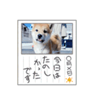 うちの柴犬ゴンのつぶやき（個別スタンプ：12）