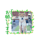 うちの柴犬ゴンのつぶやき（個別スタンプ：13）