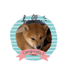 うちの柴犬ゴンのつぶやき（個別スタンプ：14）