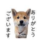 うちの柴犬ゴンのつぶやき（個別スタンプ：15）