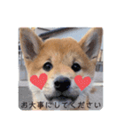 うちの柴犬ゴンのつぶやき（個別スタンプ：16）