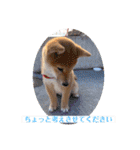 うちの柴犬ゴンのつぶやき（個別スタンプ：17）