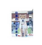 うちの柴犬ゴンのつぶやき（個別スタンプ：18）