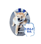 うちの柴犬ゴンのつぶやき（個別スタンプ：19）